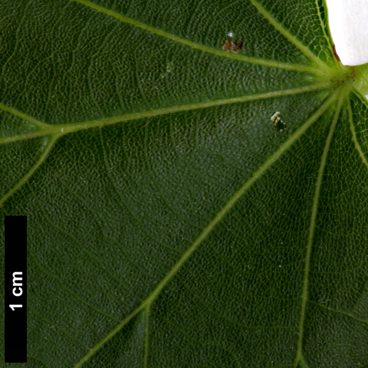 High resolution image: Family: Malvaceae - Genus: Tilia - Taxon: japonica - SpeciesSub: 'Ernest Wilson'